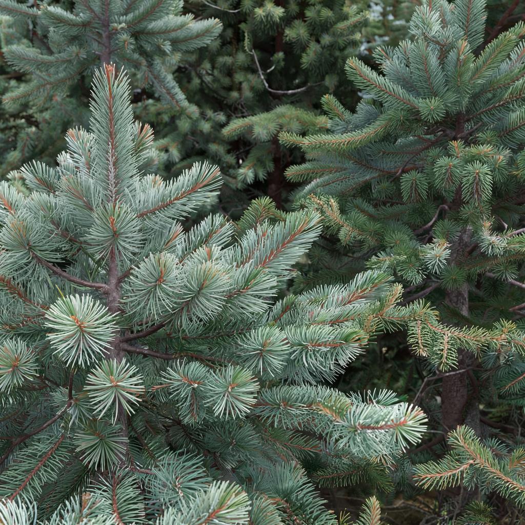 Pine or Spruce? Michigan’s Best Evergreen Choice