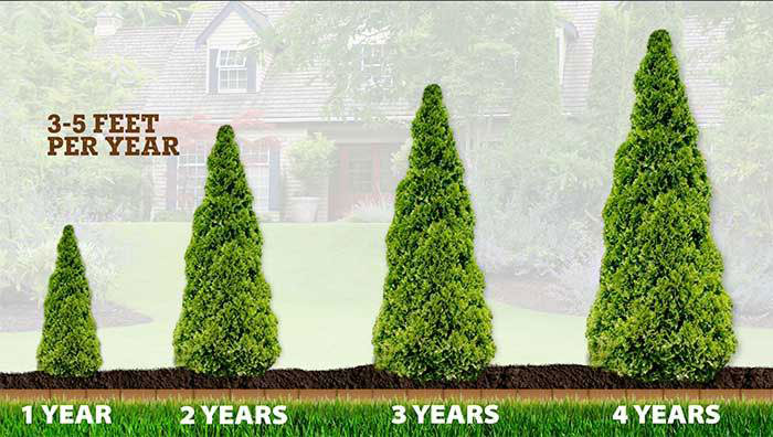 Why Taller Evergreens Cost Exponentially More