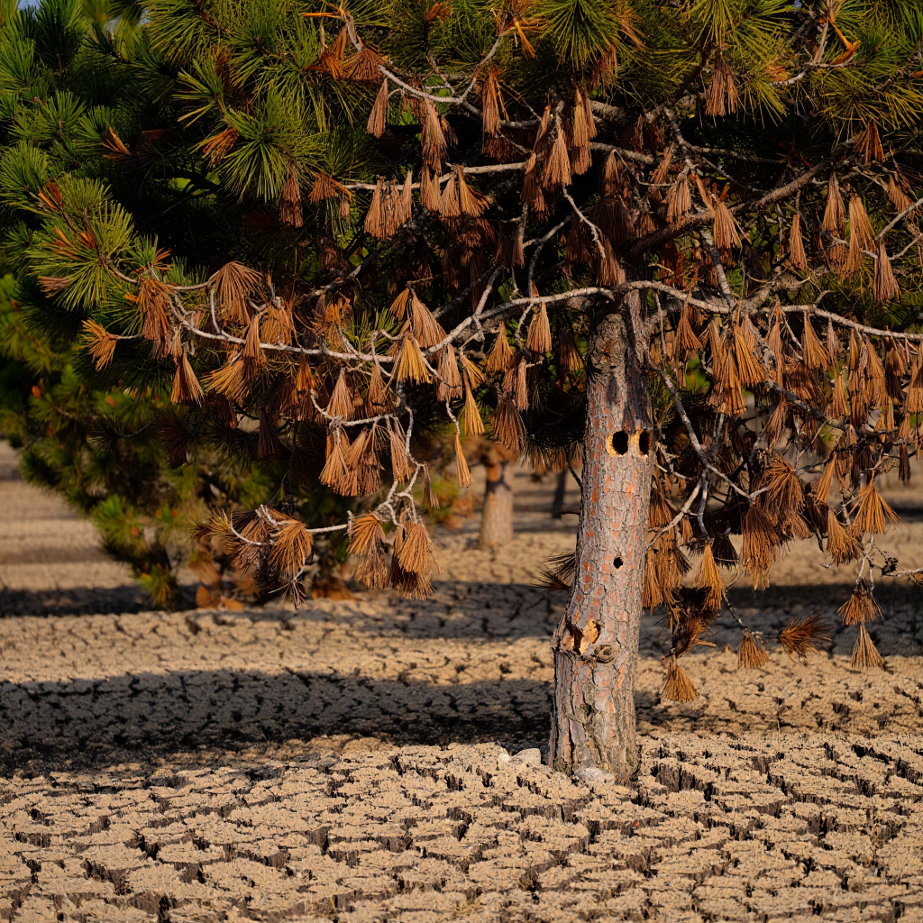 Drought Impact Pine Tree Care