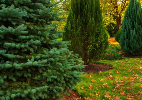 Evergreen Trees Seasonal Planting Guide