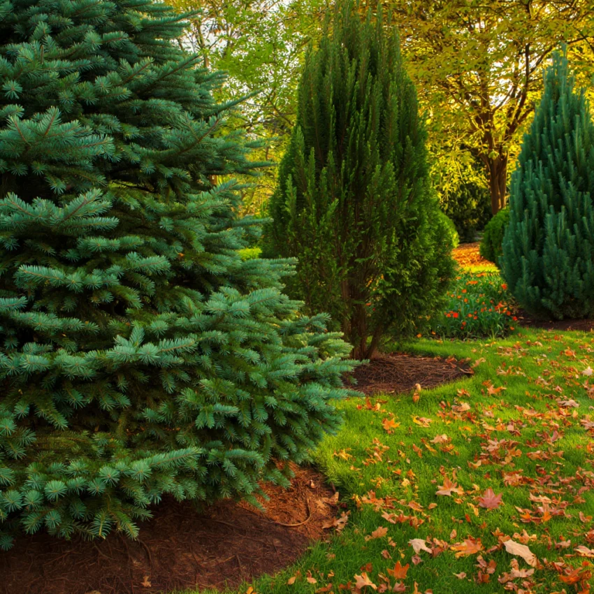 Evergreen Trees Seasonal Planting Guide