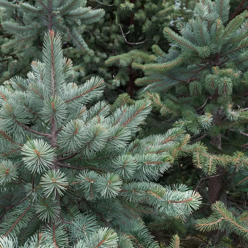Pine or Spruce? Michigan’s Best Evergreen Choice