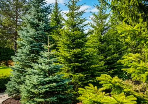 A bright day. A plant nursery. Spruce, fir, and pine trees grow nearby.