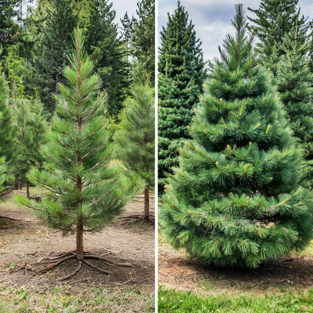 A real-life comparison of two trees: a young and a mature pine tree