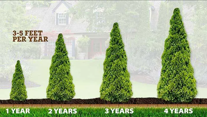 Why Taller Evergreens Cost Exponentially More