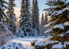 Winterizing Your Pine Trees in Northern US: What to Do Before First Snow (2026 Update)