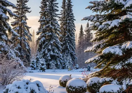 Winterizing Pine Trees Northern USA