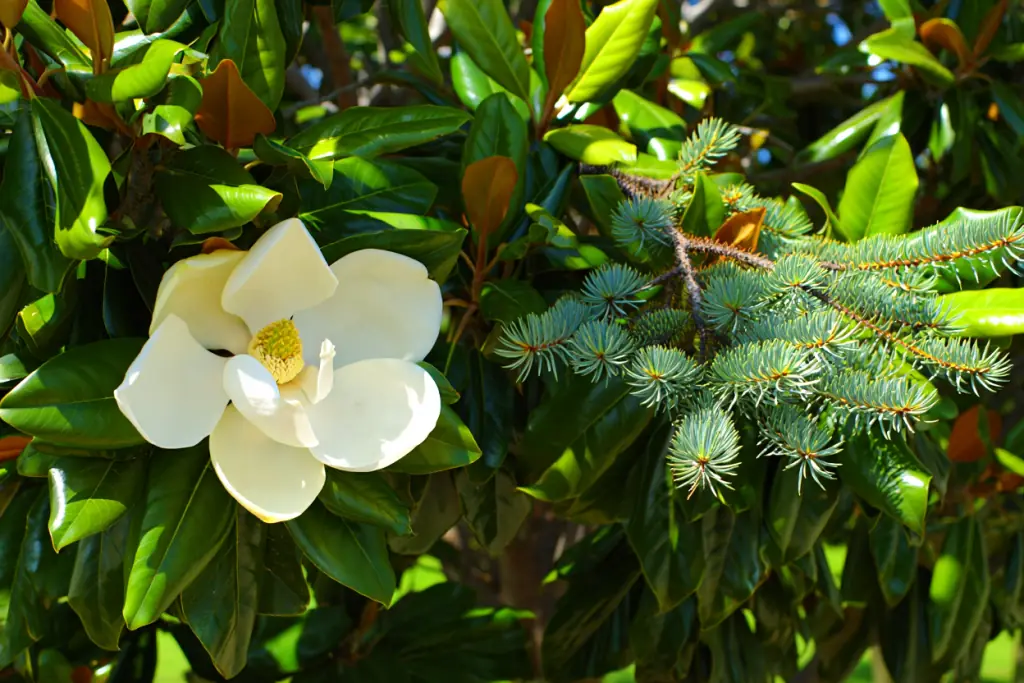Best Evergreen Trees For Shade