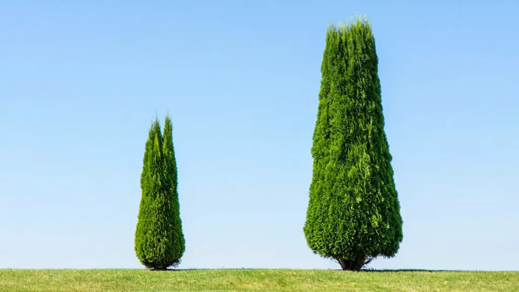 Emerald Green Arborvitae Vs Giant