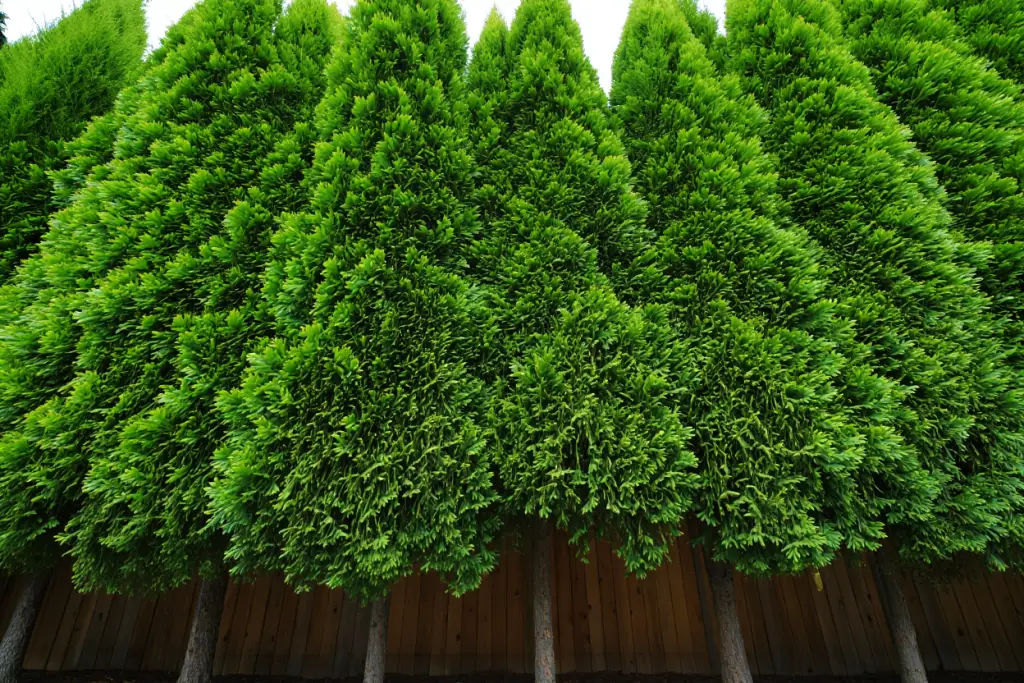 Fast Growing Evergreen Trees Shade