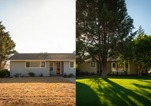 Evergreen Trees for Shade