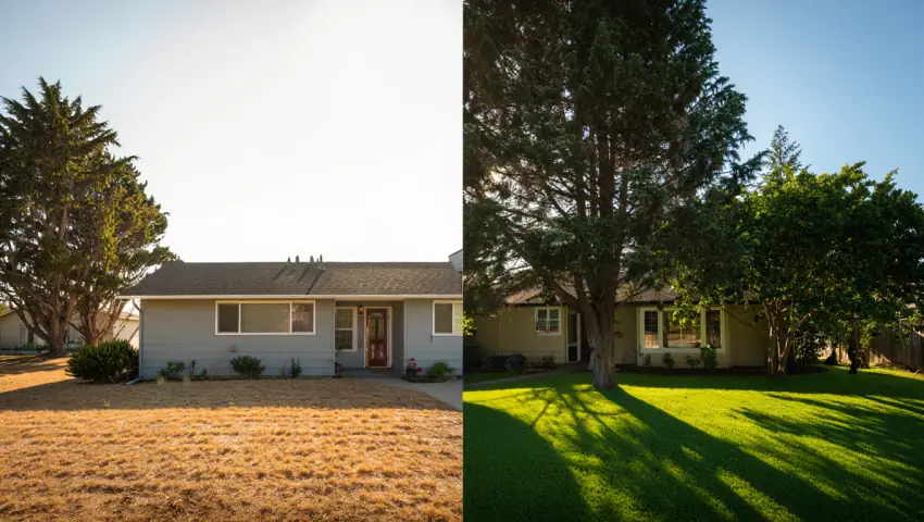 Evergreen Trees for Shade