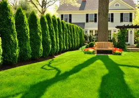 Emerald Green Arborvitae: A Comprehensive Guide