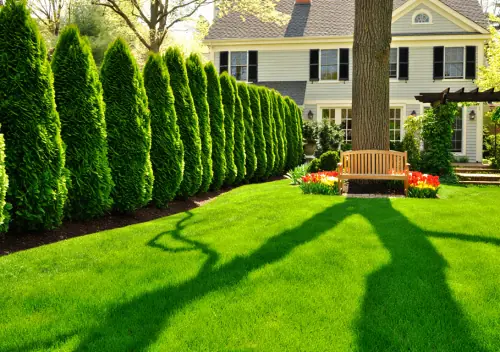 Lush Emerald Green Arborvitae Landscape