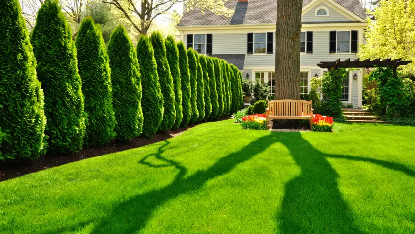 Lush Emerald Green Arborvitae Landscape