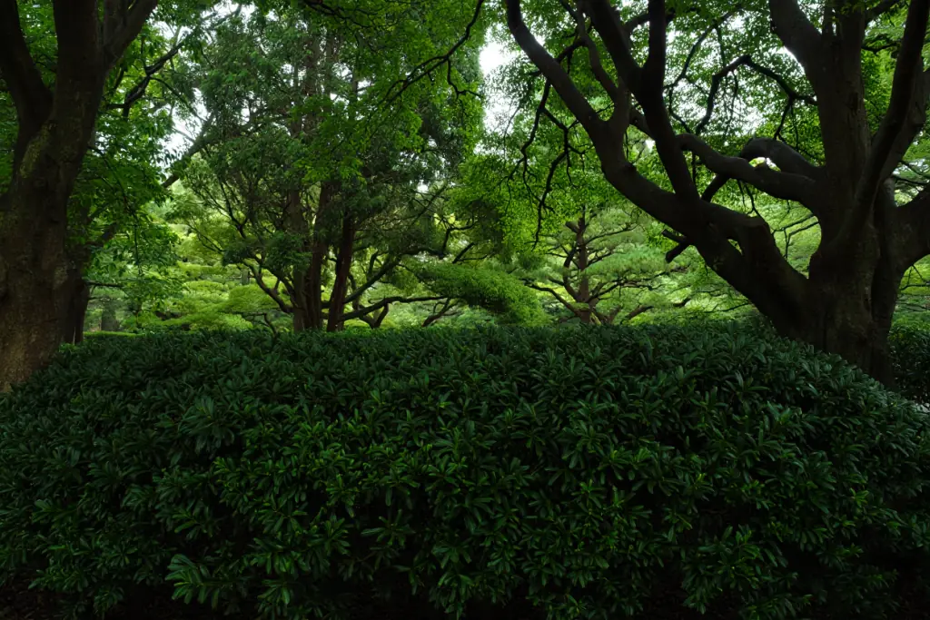 Shade Tolerant Evergreen Trees Privacy