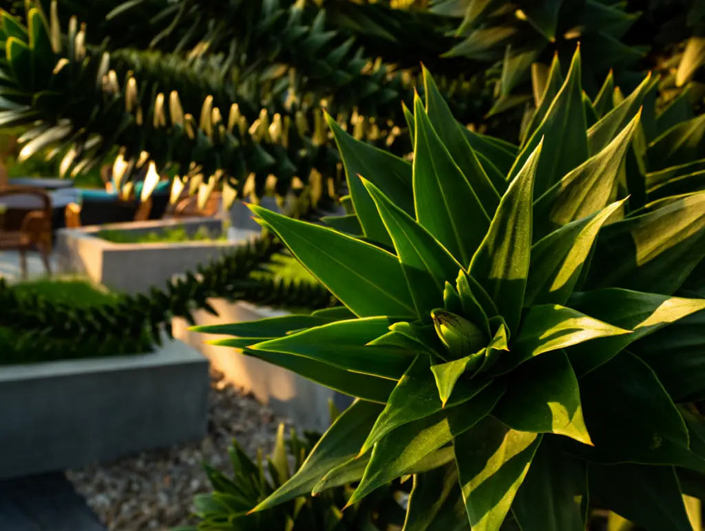 Unique Evergreen Trees For Shade